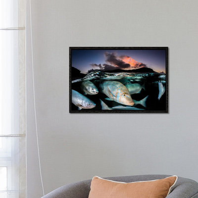 Sunset Fish Frenzy Lord Howe Island by Jordan Robins - Gallery-Wrapped Canvas Giclée on Canvas