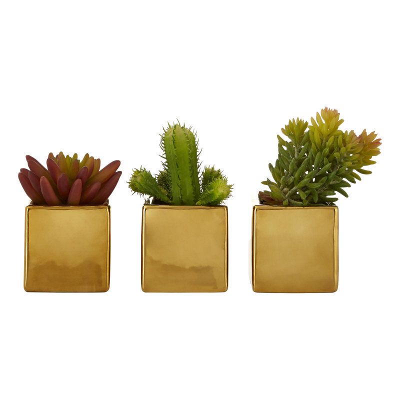 Sprague 15cm Succulent in Ceramic Pot