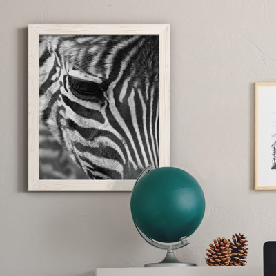 Zebra Colt - photographie encadrée sur toile