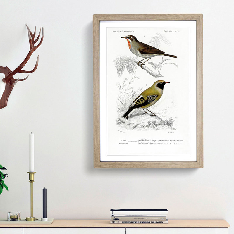 Bird Illustrations PL. 55 by Charles d Orbigny - Framed Print, 33cm H x 24cm W x 2cm D, Oak Framed