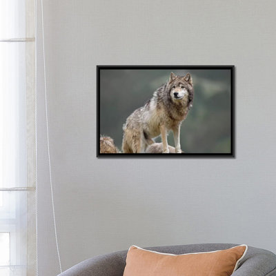 « loup, north america i », impression sur toile
