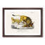 Lion Illustration by Charles d' Orbigny - Picture Frame Painting Print-55580606-55580608