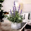Arrangement floral lavande en pot