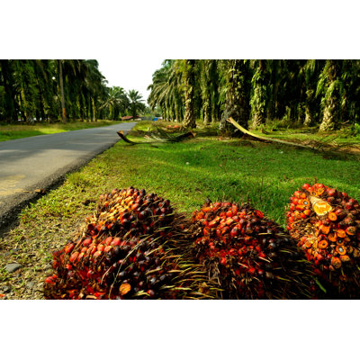 " Oil Palm Plantation " by Silentstock639