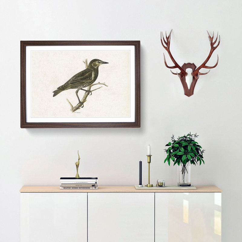 Starling by Von Wright - Framed Print, Walnut Framed, 27cm H x 36cm W x 2cm D