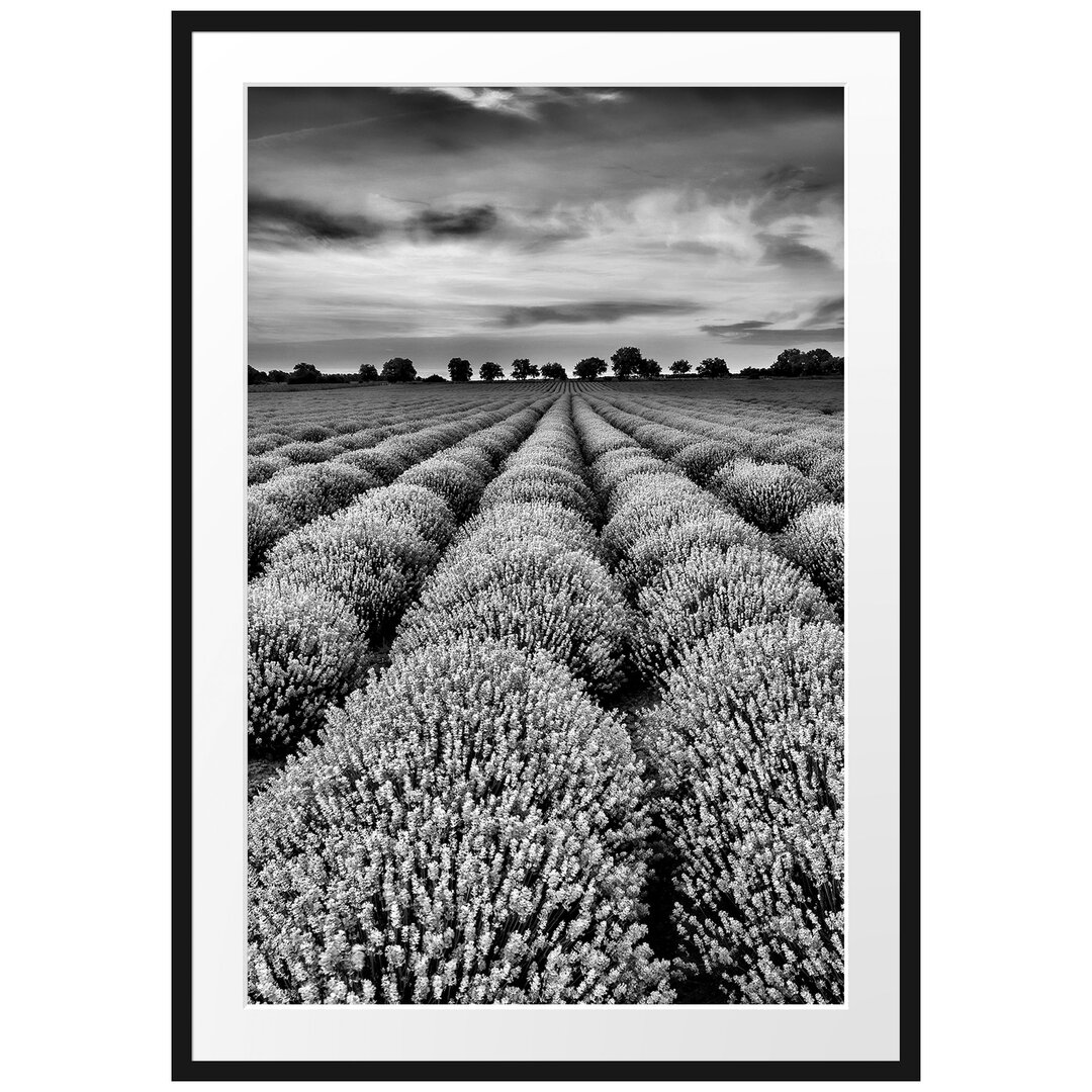 Gerahmtes Poster Beautiful Lavender in Provence