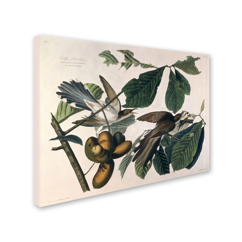 « yellow-billed coucou » par john james audubon, reproduction d’art sur toile tendue encadrée, H 35 po x l 47 po x P 2 po