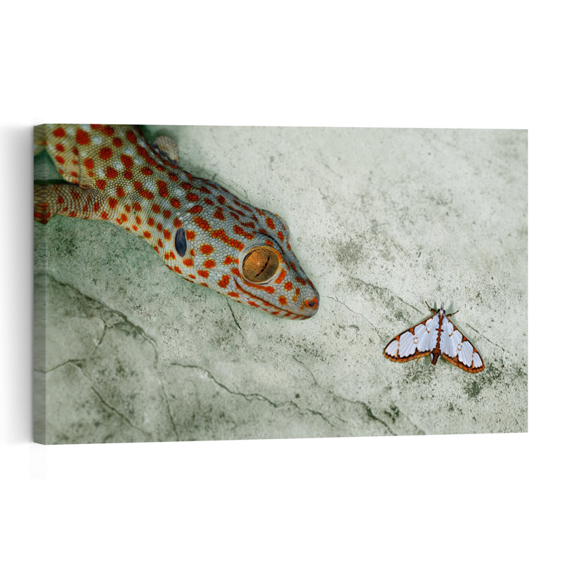 Gecko And Moth Encounter Contemporary Lizard Moth Wall Art Print 1 Piece Wrapped Canvas Wall Art, 40.64cm H x 60.96cm W