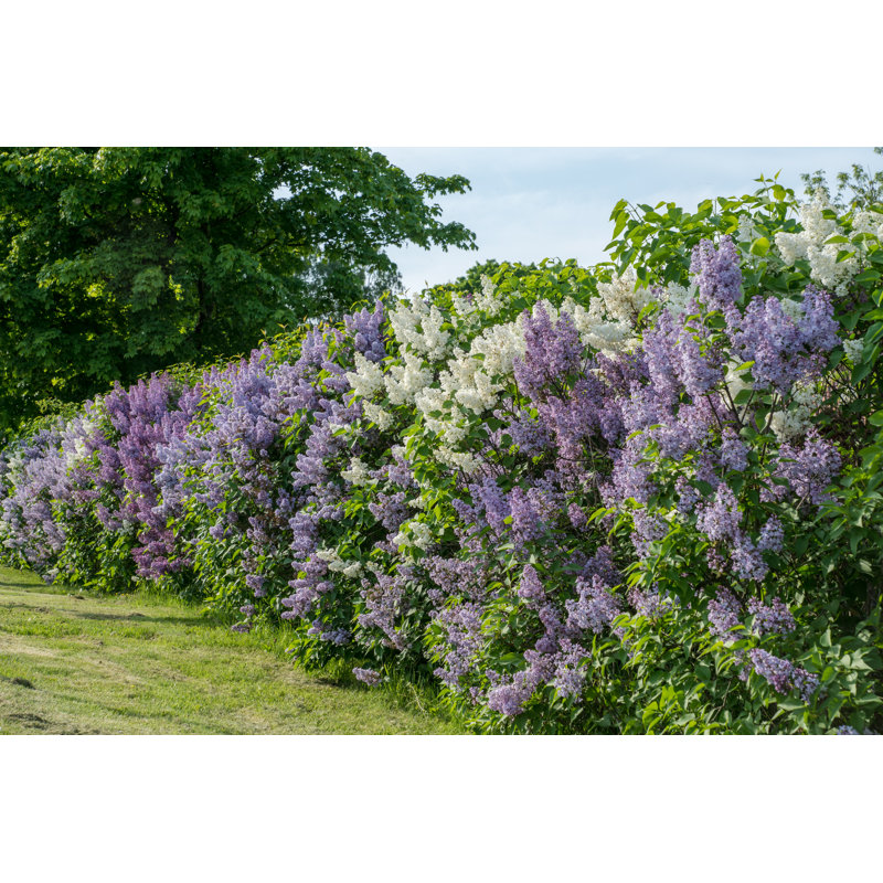 Haie avec lilas blanc et mauve au soleil d'été sur toile par Binnerstam, photographie, H 8 po x l 12 po x P 1,25 po