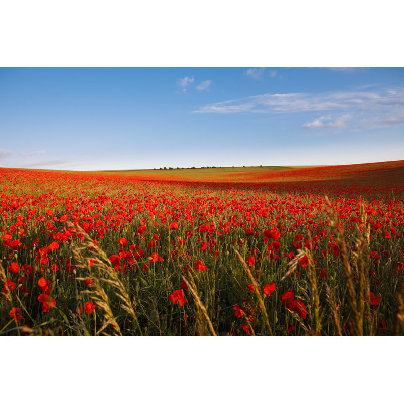 Poppies 1 Piece Wrapped Canvas Wall Art, 20cm H x 30cm W