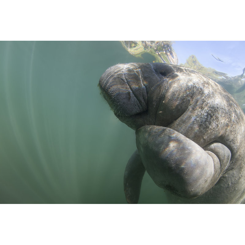 Underwater Manatee by AndrewJalbert - Wrapped Canvas Print, 30cm H x 46cm W