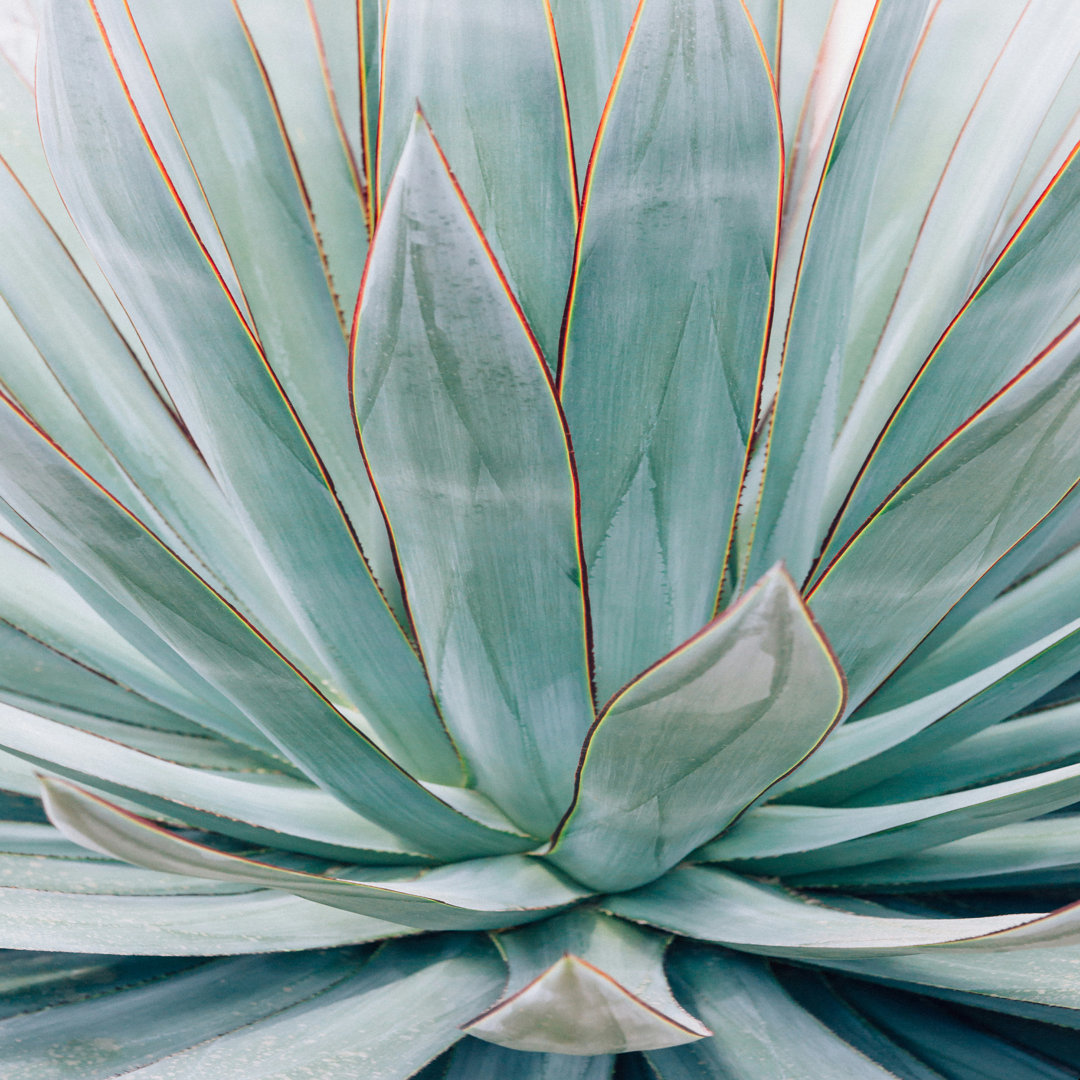 " Minimalist Agave " Dakota Fields 