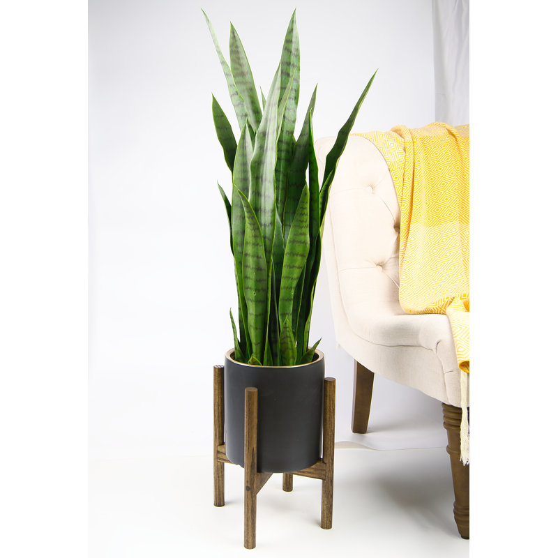 Dunwoody Handmade Planter, Black Golden Ring/Dark Walnut