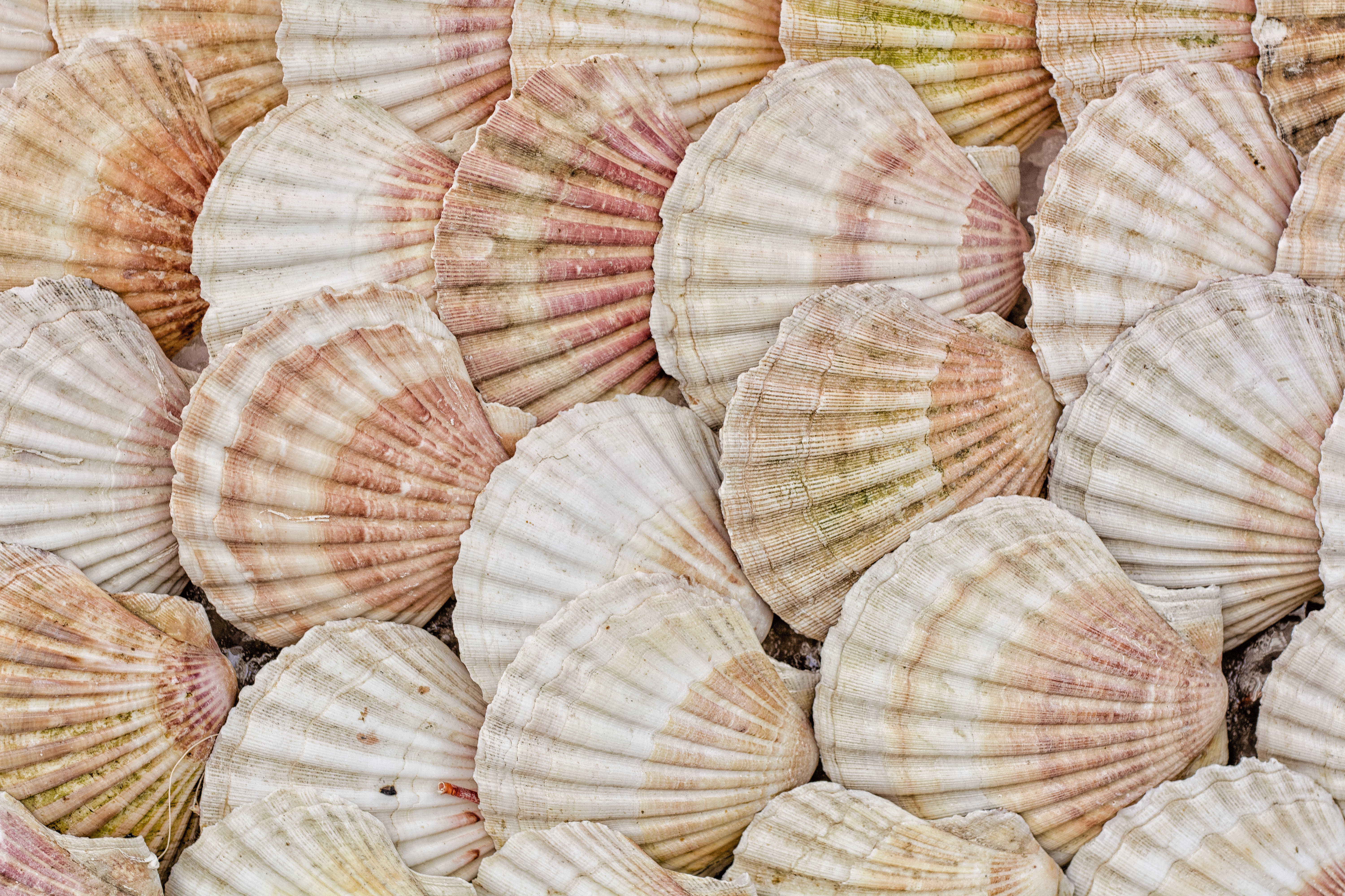 Secalip Shell Highland Dunes Scallop Shell by Brasil2 | Wayfair