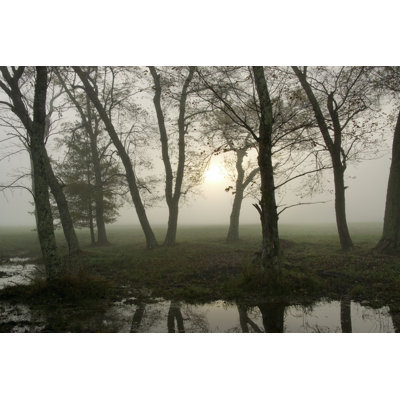 Reflets de la nature