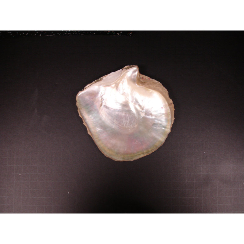 4'' x 4'' Hand Painted Natural Shell Listello