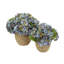 Fall Hydrangea Floral Arrangements-1898348176