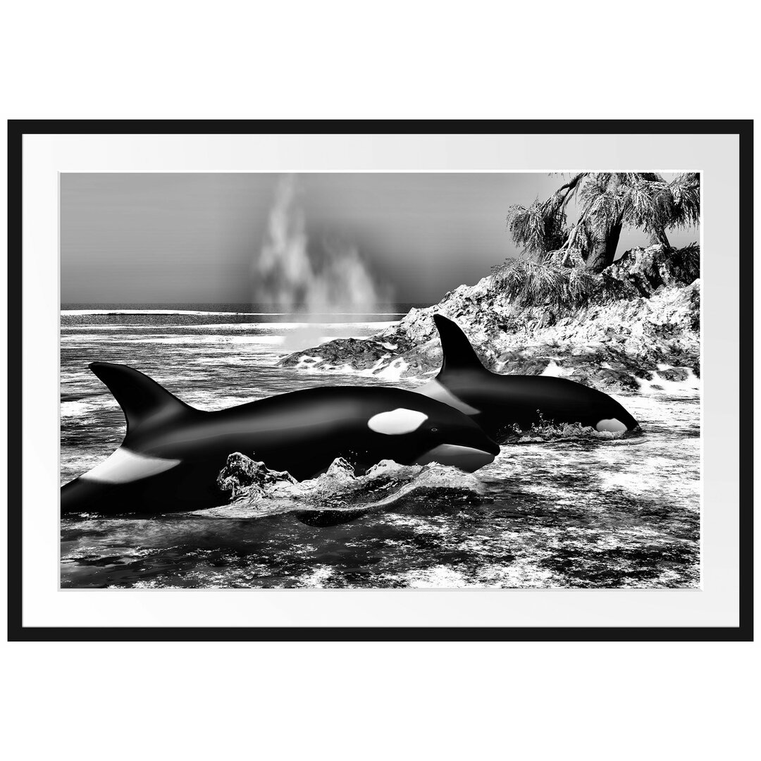 Gerahmtes Poster Orcas vor Insel