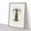 Giant Mantis Shrimp by Charles D'Orbigny - Framed Print-55608081-55608082