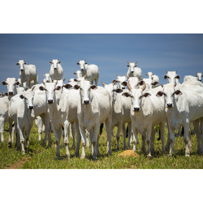 Cattle in Brazil by Josemoraes