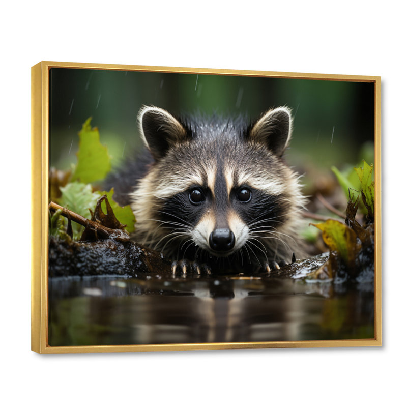 Curious Raccoon I - Animals Canvas Prints, H 12 po x l 20 po x P 1 po, Cadre flottant doré