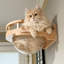  Perchoir pour chat, capsule pour chat, lit pour chat, fixation murale pour chat | Bois d'hévéa