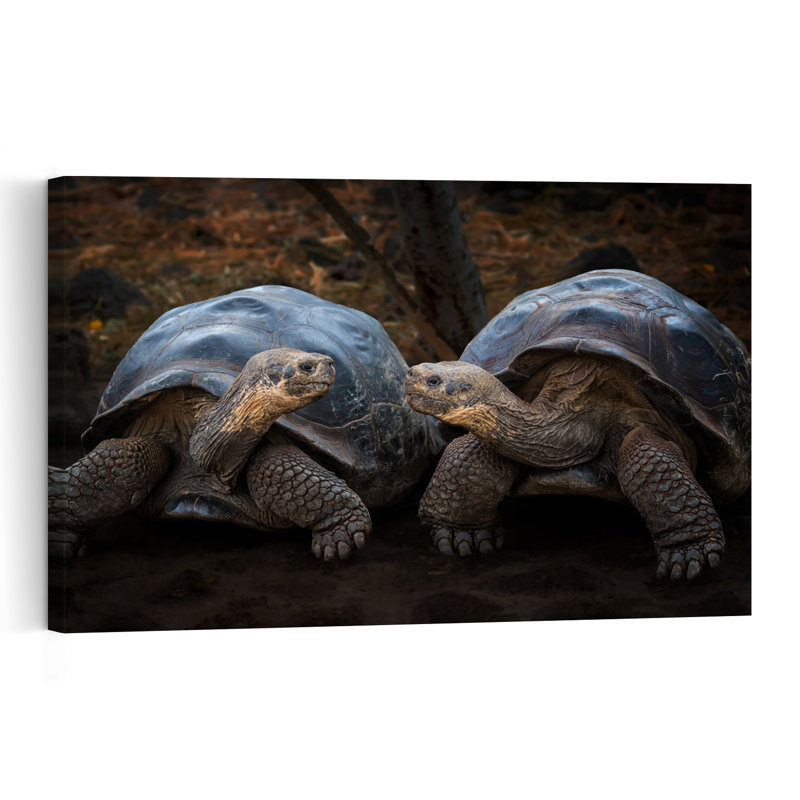 Giant Tortoises Facing Contemporary Wall Art Print 1 Piece Wrapped Canvas Wall Art, 60.96cm H x 40.64cm W