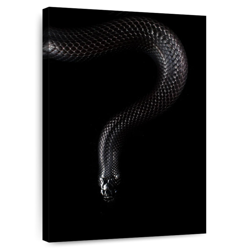 Brampt Mexican Black Snake, 30" H x 20" W