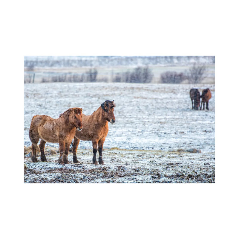 Iceland Pair by David Gardiner - Wrapped Canvas Print, 30.48cm H x 45.72cm W