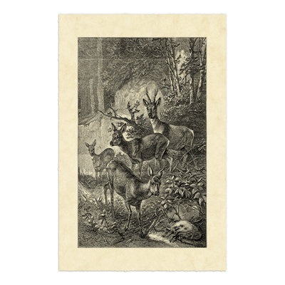 Vintage Roe Deer I 1 Piece Wrapped Canvas Painting