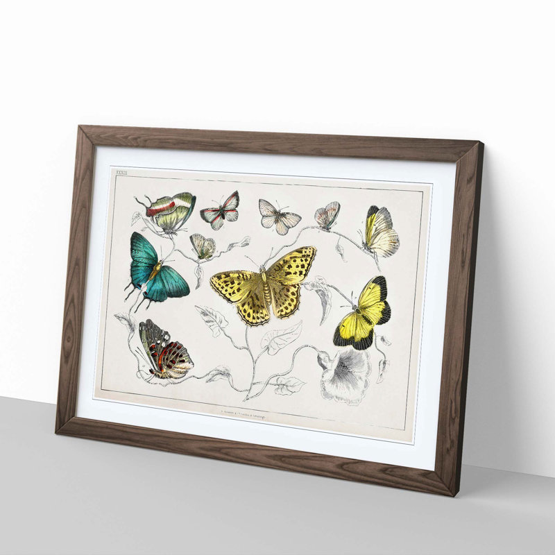 Assortment Of Butterflies XXXIX by Oliver Goldsmith - Single Picture Frame Painting, Walnut, 45cm H x 63cm W x 2cm D