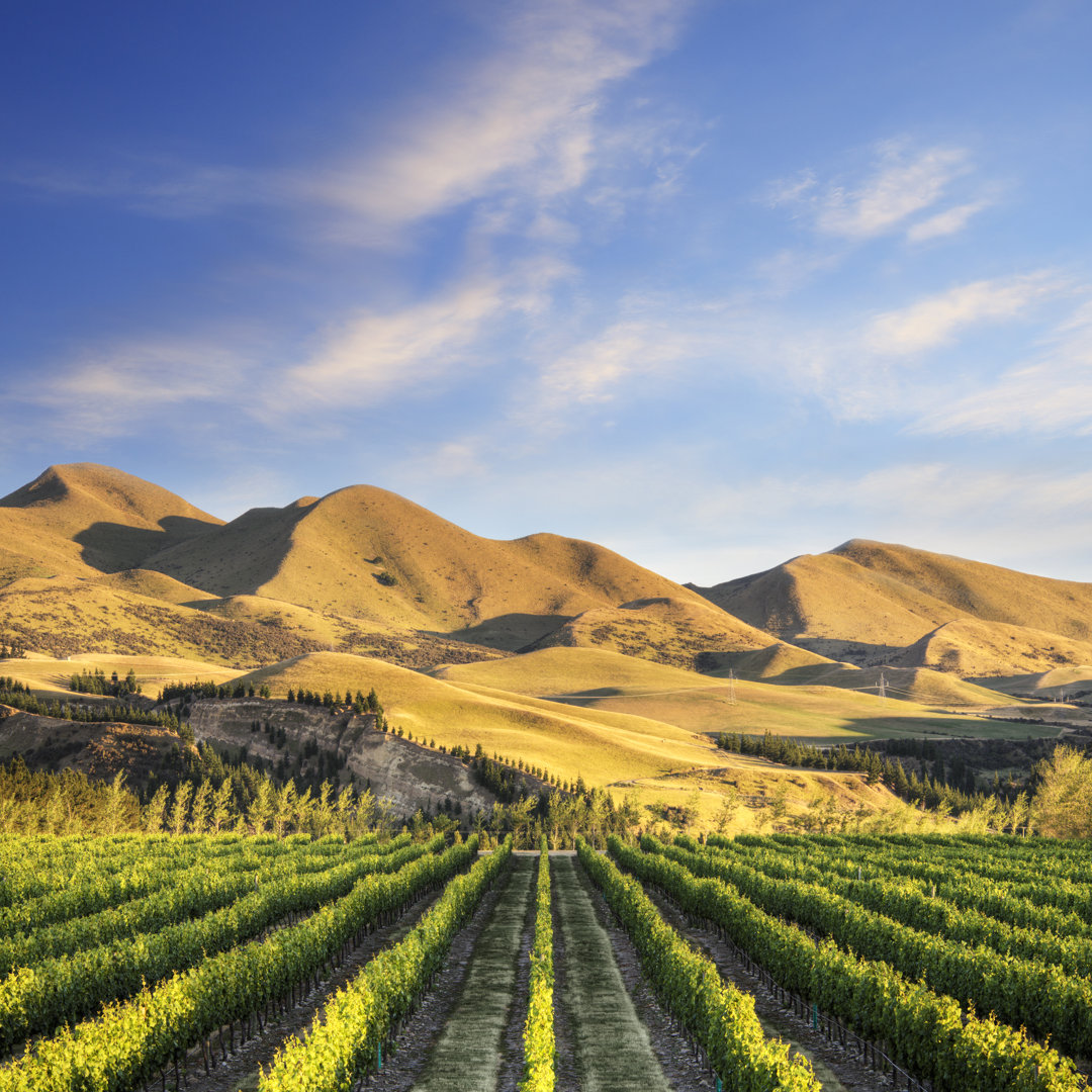 Leinwandbild New Zealand Vineyard