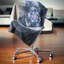 Housse et insert de coussin floral-30727852-30727848