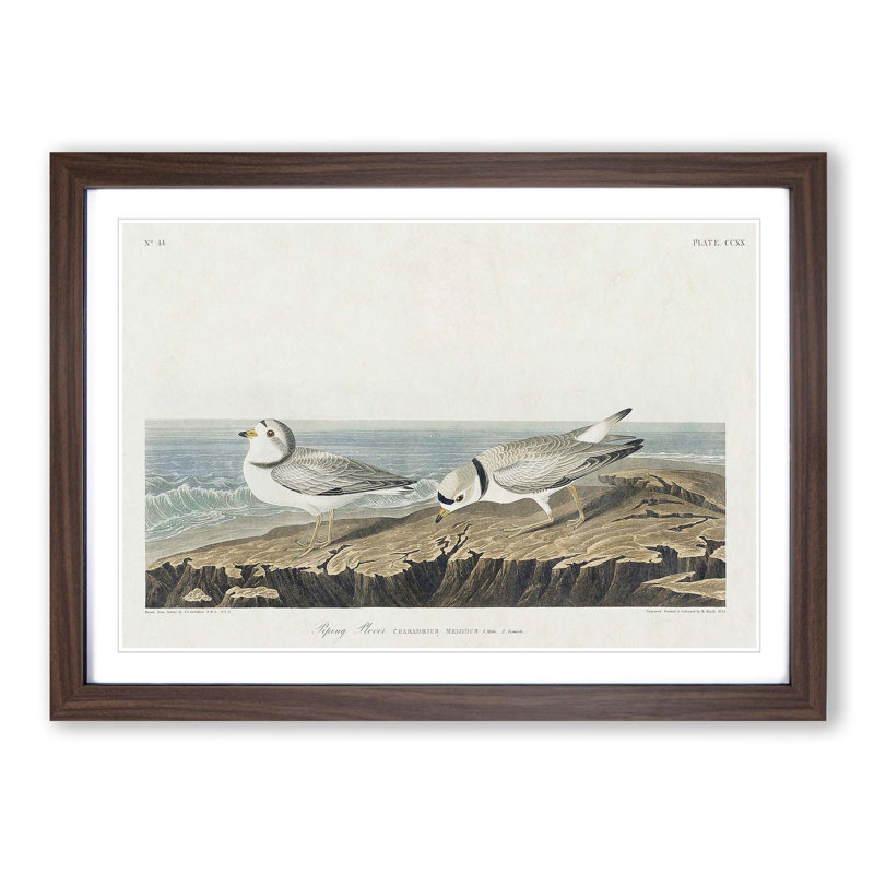 Piping Plover Birds by John Audubon - Picture Frame Painting Print, 36cm H x 48cm W x 2cm D, Walnut Framed