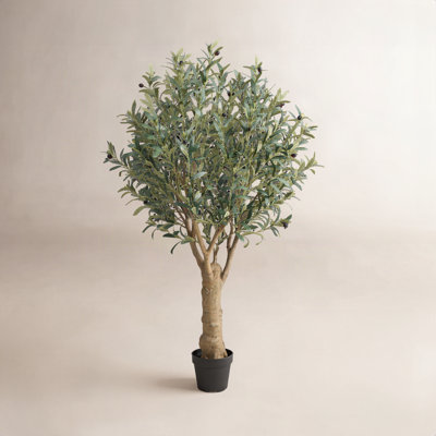 Aldis Olive Tree in Pot