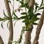 250cm Faux Tree in Cement Pot