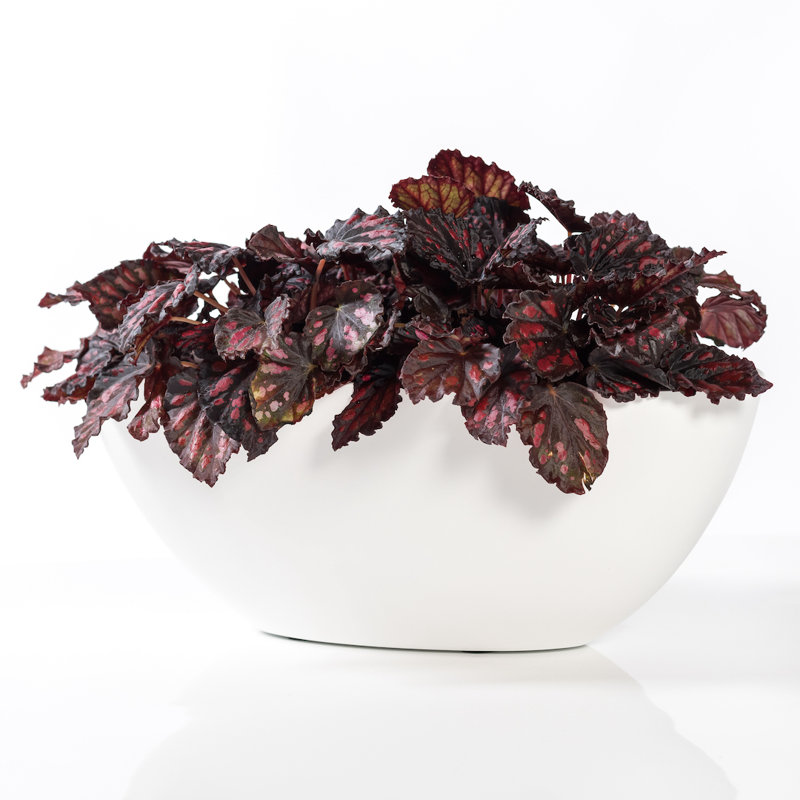Pot à fleur Marling Fiberstone, Blanc, H 7 po x l 17 po x P 7 po