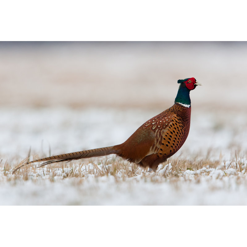 Male Cock Pheasant In Snow by DamianKuzdak - Wrapped Canvas Print, 61cm H x 91cm W