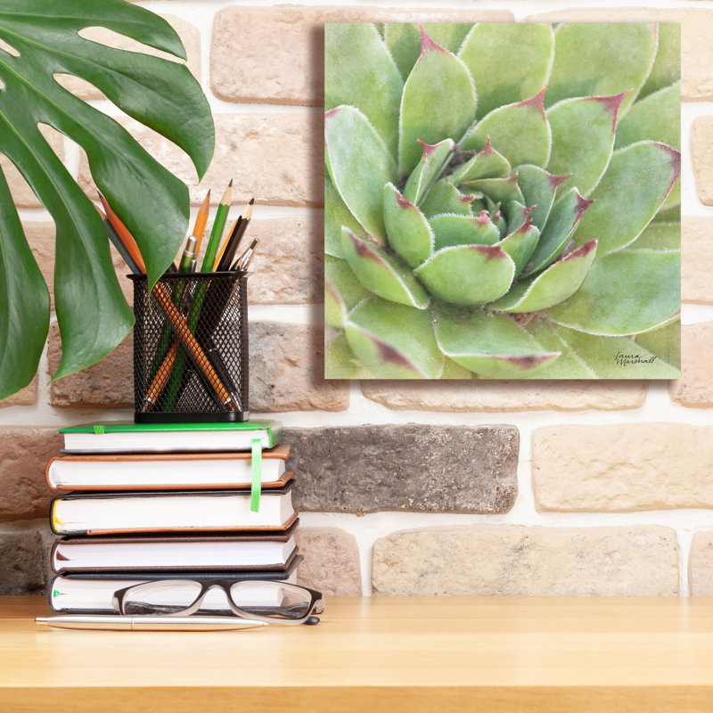 «Garden Succulents 4 Color» par Laura Marshall, art mural sur toile, H 12 po x l 12 po x P 0,75 po