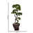 Panama 37" Artificial Bonsai Tree in Planter