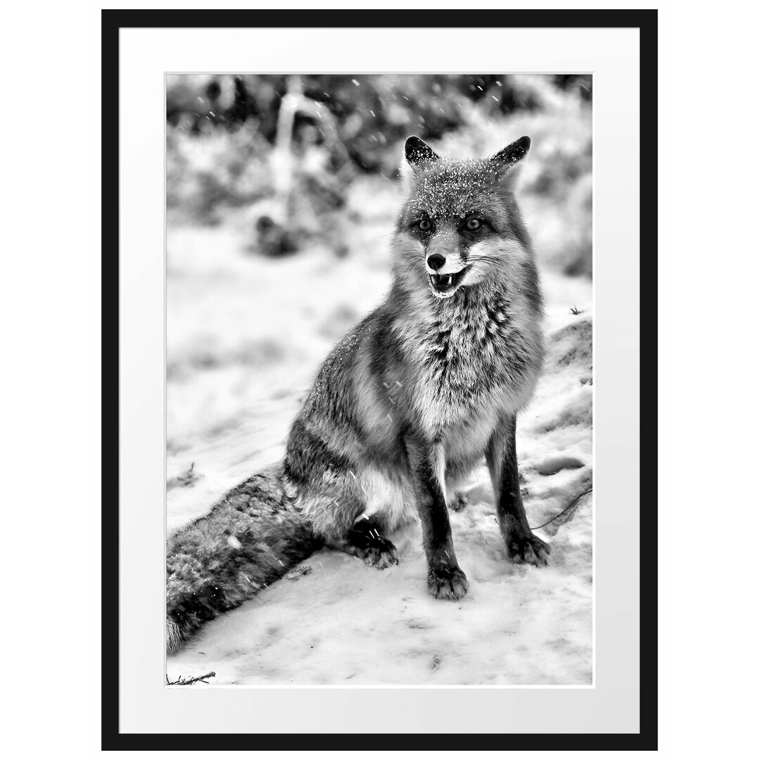 Gerahmtes Poster Fuchs im Schnee