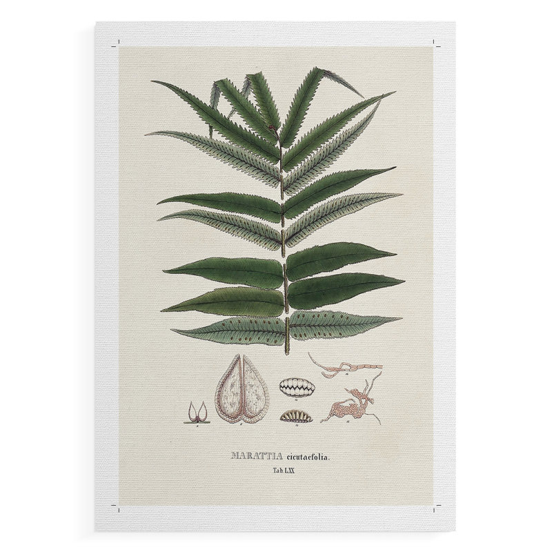 Fougères de la Botanical Society, reproduction imprimée seulement - non encadrée, H 18 po x l 12 po