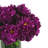 Peony Arrangement in Glass Vase with Grass-244290955
