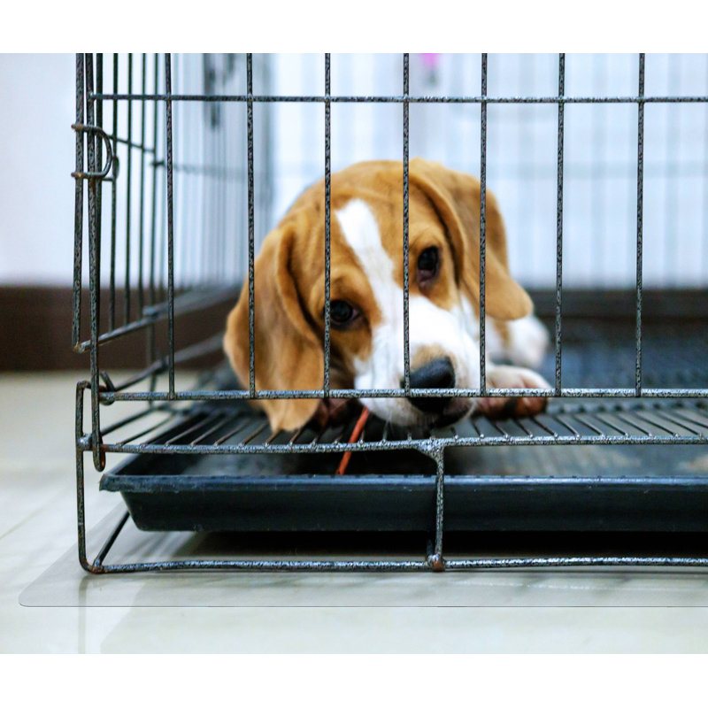 Clear Polycarbonate Dog Crate Floor Protector Mat 48" x 53"