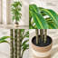 Plante dracaena artificielle de grande taille (1,7 m) avec branches ajustables et feuilles vertes réalistes