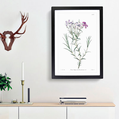 Purple Phlox Flowers - Framed Print