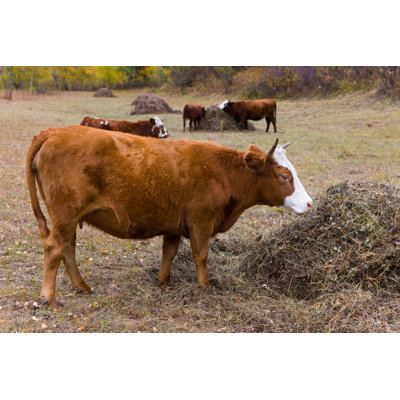 Cows Eat Hay - Photographie sur toile tendue