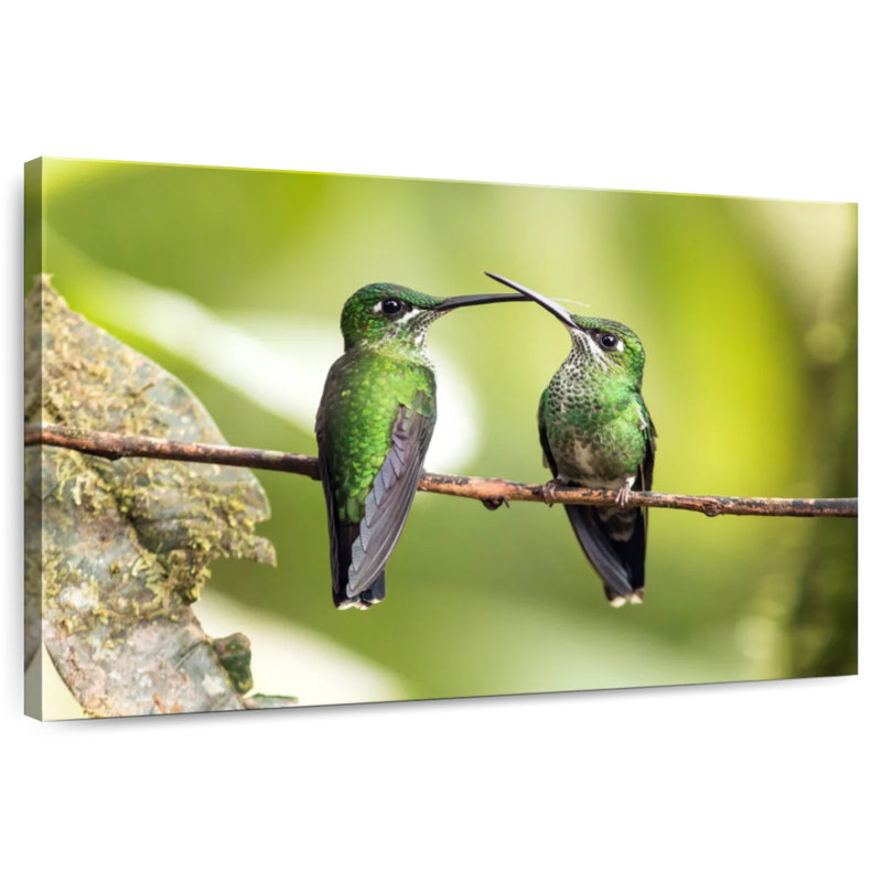 Hummingbirds Of Ecuador, H 32 po x l 48 po