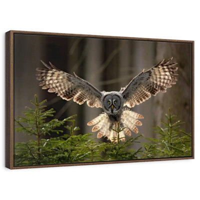Flying Owl