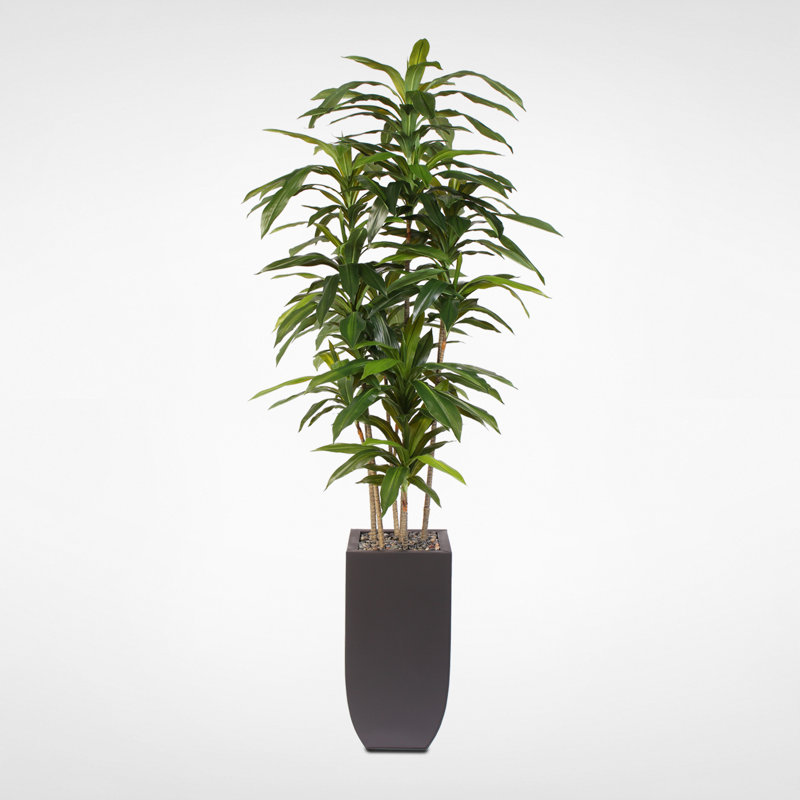 Arbre Drangena Massangeana en pot Billie-Lee